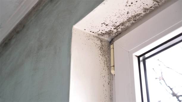 Best Airborne Mold Testing  in Whitinsville, MA