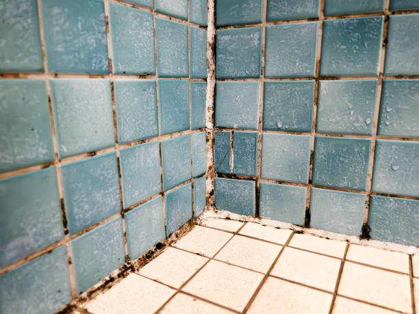 Mold Documentation for Insurance Claims in Whitinsville, MA