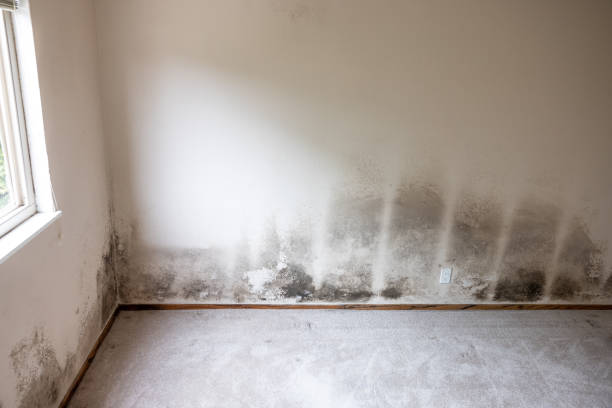 Best Mold Documentation for Insurance Claims  in Whitinsville, MA